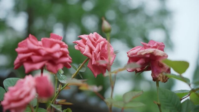 blooming china rose flower