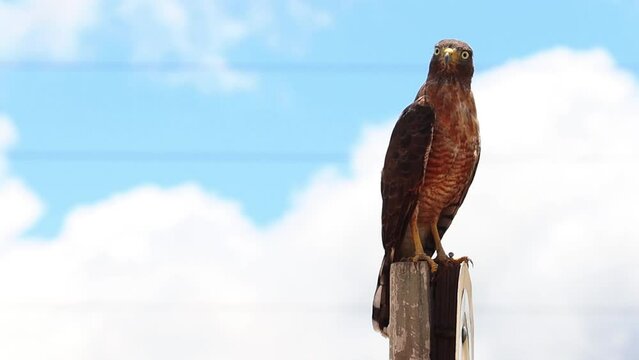 Gavi&atilde;o Carcar&aacute; na cidade de Corumb&aacute;, Estado do Mato Grosso do Sul, Brasil
