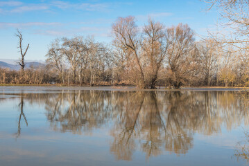 the trees on the river bank are flooded by the river