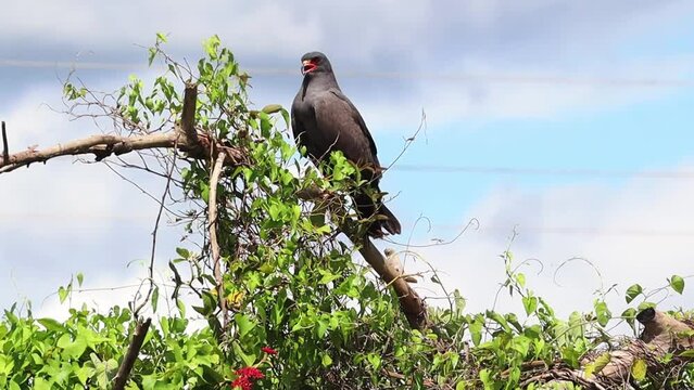 Gavi&atilde;o Carcar&aacute; na cidade de Corumb&aacute;, Estado do Mato Grosso do Sul, Brasil
