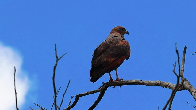 Gavi&atilde;o Carcar&aacute; na cidade de Corumb&aacute;, Estado do Mato Grosso do Sul, Brasil