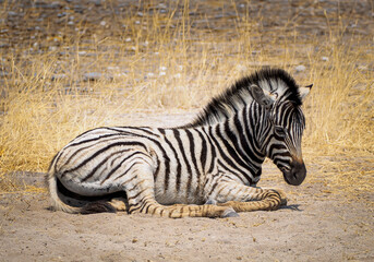Portrait of a cute baby zebra, scenery of wildlife in savannah, the Etosha National Park, Namibia. Wild African animal in the natural habitat, safari tour in the Southern Africa.