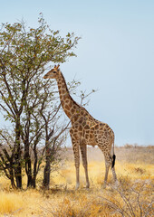 Naklejka na ściany i meble African Giraffe walking at the Etosha National Park, Namibia. Vertical landscape with Giraffa eating leaves on a tree, wildlife of savannah. Wild African animal in the natural habitat, Africa.