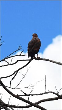 Gavi&atilde;o Carcar&aacute; na cidade de Corumb&aacute;, Estado do Mato Grosso do Sul, Brasil