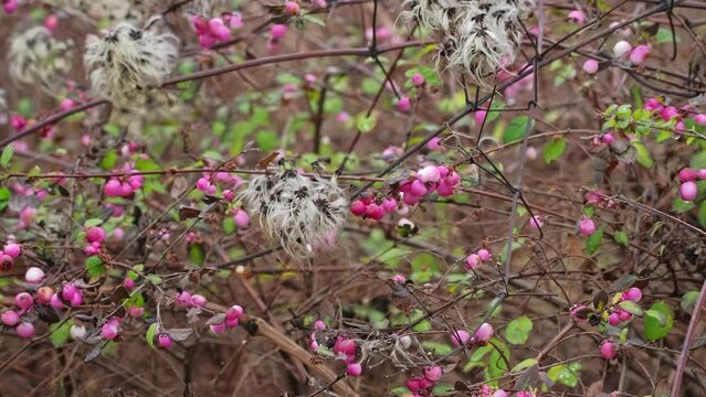 Pink Ripe Berries of Snowberry Symphoricarpos Chenaultii Garden Hedge Shrub