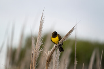 Yellow rumped marsh bird is sitting on the grass near the Atlantic coast. Pseudoleistes guirahuro in Argentina. 