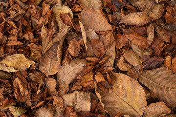 Autumn Leaves