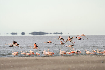 Chilean flamingos are flying around the Argentina coast. Flock of flamingos near the ocean. Pink bird with long neck.	