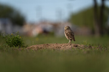 Burrowing owl is sitting on its burrow in Argentina. Athene cunicularia during day near the nest. Small owl who live in burrow.