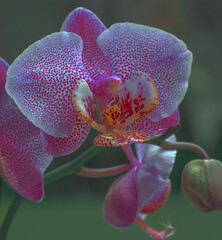 PINK ORCHID FLOWER CLOSE UP