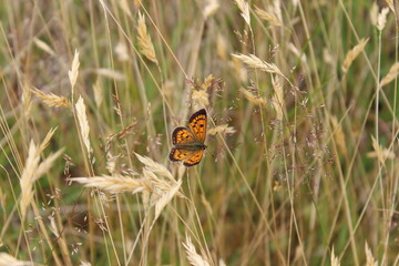 Fototapeta na wymiar orange butterfly in brown grass