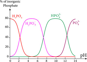 Diagram of Phosphoric acid speciation.Vector illustration.
