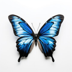 Blue and Black Butterfly on White Background
