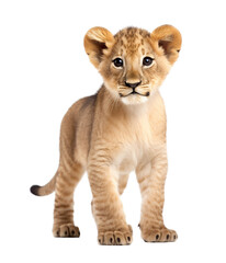 White Background - A Little Lion Cub - the Prince of the Jungle Poses for his Royal Portrait