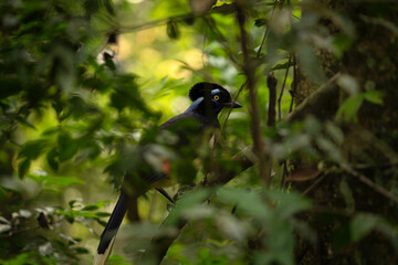 Plush crested jay is sitting on the branch in the national park Iguazu Falls. Jay in the rain forest. Black bird with white belly and blue stain on the head. 