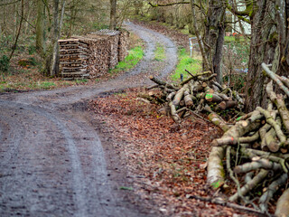 Abfahrbereite Baumstämme neben einem Waldweg