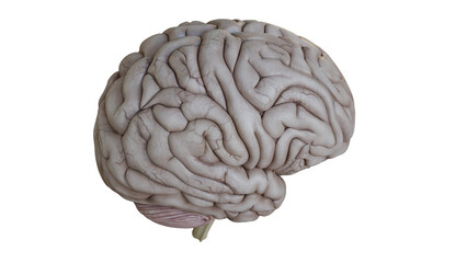 Detailed Model of Human Brain Isolated on White Background Top Right Side View 