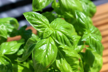 Basilikum
