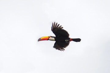 Fototapeta premium Toco toucan in national park Iguazu falls. Toucan in the rain forest. Exotic bird with big orange beak. 