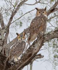 Couple of Great Horned Owls at Bentsen Rio Grande State Park, Mission, Texas. 