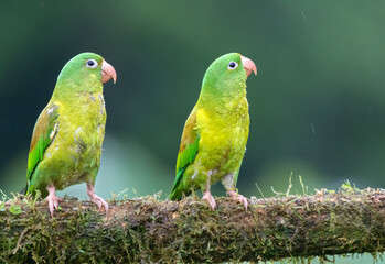 Orange-chinned, or Tovi parakeets (Brotogeris jugularis) perched on the tree branch, Boco Tapada, Costa Rica