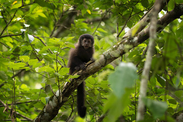 Black capuchin monkey in Iguazu falls national park. Sapajus nigritus in the rainforest. Small dark monkeys is climbing up in Argentina forest.