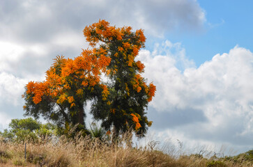 Western australian christmas tree with bright yellow flowers