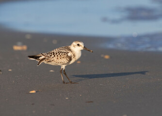 Sanderling In Winter Plumage Feeding on the East Beach, Galveston, Texas