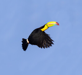 Keel-billed Toucan (Ramphastos sulfuratus) flying in the blue sky, Costa Rica