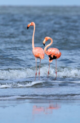 Rare Appearance of American flamingos (Phoenicopterus ruber) at Galveston, Texas