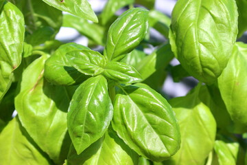 Basilikum Pflanze 