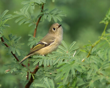 The ruby-crowned kinglet (Regulus calendula), female at East Lagoon Natural Preserve, Galveston Island, Texas