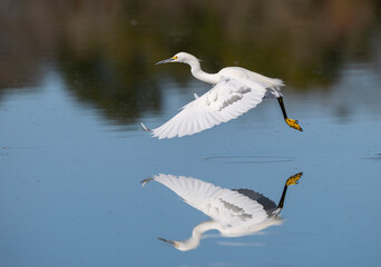 The snowy egret (Egretta thula)  flying over blue water at Cullinan Park, Texas with reflection in the water - obrazy, fototapety, plakaty
