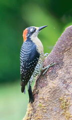 The black-cheeked woodpecker (Melanerpes pucherani) - obrazy, fototapety, plakaty