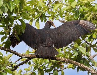 Black vulture (Coragyps atratus) with spread wings at La Laguna del Lagarto Lodge, Boca Tapada, San...