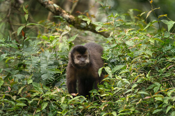 Black capuchin monkey in Iguazu falls national park. Sapajus nigritus in the rainforest. Small dark monkeys is climbing up in Argentina forest.