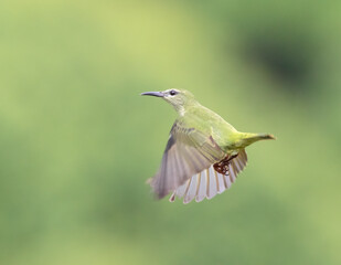 Female Red-legged honeycreepers in flight, Boca Tapada, San Carlos, Costa Rica