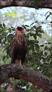 Gavi&atilde;o Carcar&aacute; na cidade de Corumb&aacute;, Estado do Mato Grosso do Sul, Brasil