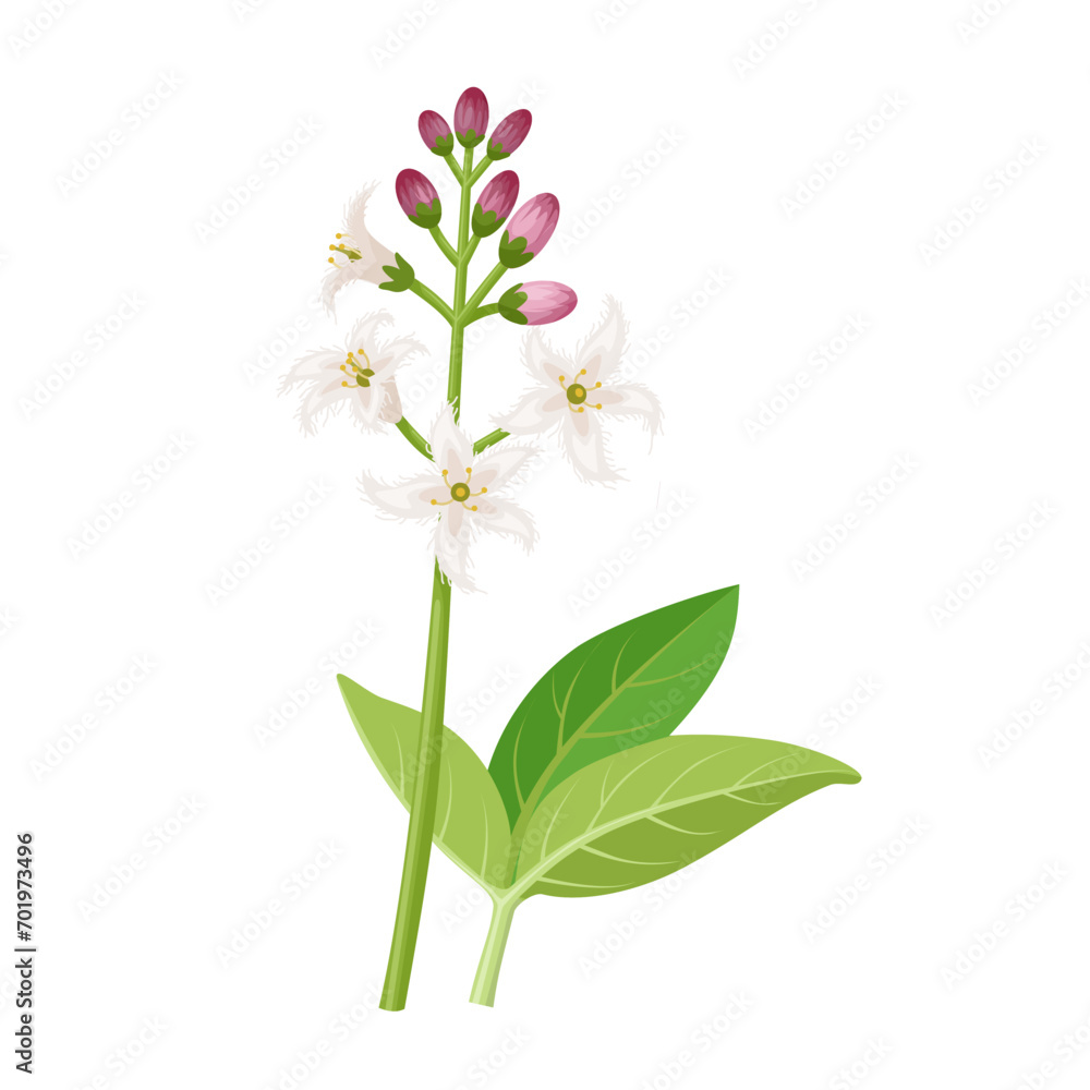 Poster Vector illustration, Bogbean flower, scientific name Menyanthes trifoliata, isolated on white background.