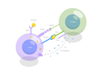 3D Isometric Flat  Illustration of T-cell Dependent B-cell Activation, Adaptive Immune System - obrazy, fototapety, plakaty