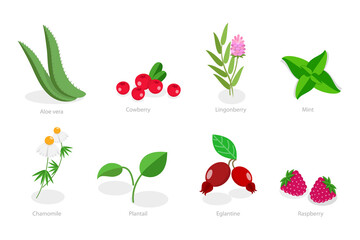 3D Isometric Flat  Set of Medical Herbs And Berries, Natural Herbal Medication