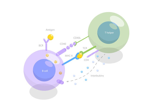 3D Isometric Flat  Illustration of T-cell Dependent B-cell Activation, Adaptive Immune System