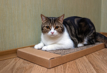 Domestic cat lies on a cardboard eco scratching post on the floor. Selective focus