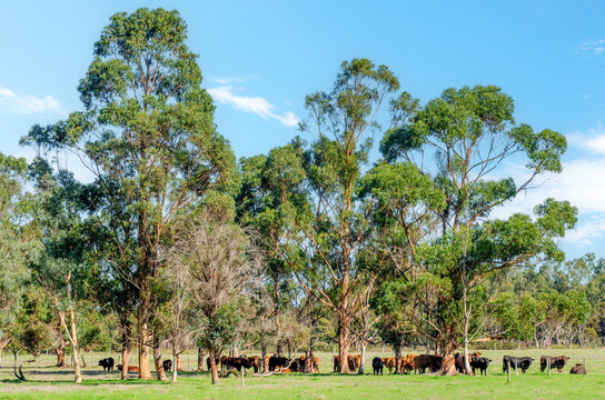 Cows grazing in the meadow at country WA Perth Australia