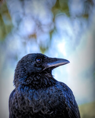 Australian Raven close up - Perth - Western Australia