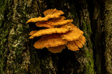 Chicken of the woods fungus © Lee