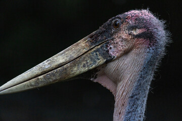This close-up captures the raw, unfiltered presence of a Marabou Stork, a bird that might not conform to conventional definitions of beauty but holds a certain gravitas. Its long, pointed bill, suited