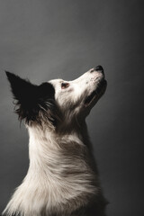 Beautiful lateral close-up view of a gorgeous purebred Border Collie in a studio shot