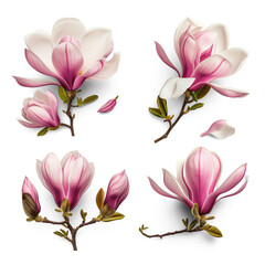 Set of spring season magnolia flowers isolated on background.