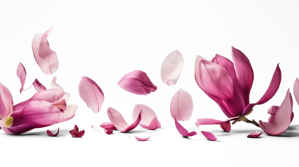 Zelfklevend Fotobehang Spring season magnolia flowers petals falling © MDNANNU